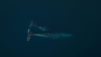 a social share image for the story: Gray whales are dying along the Pacific coast.